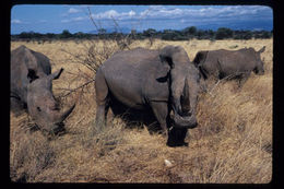 Image of Grass Rhinoceros