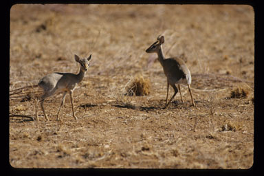 Image of Guenther's Dik-dik