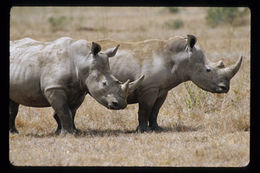 Image of Grass Rhinoceros