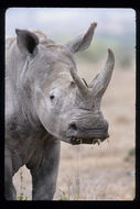 Image of Grass Rhinoceros