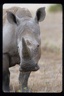 Image of Grass Rhinoceros