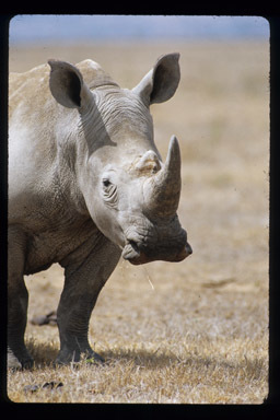 Image of Grass Rhinoceros