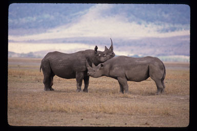 Image of Black Rhinoceros