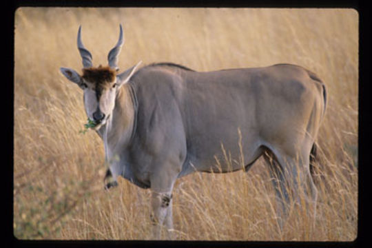 Image of Eland