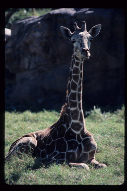 Plancia ëd <i>Giraffa camelopardalis rothschildi</i>