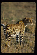 Image of Leopard