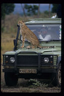 Image of cheetah