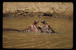 Image of Common Hippopotamus