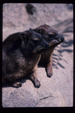 Image of Bush Hyrax