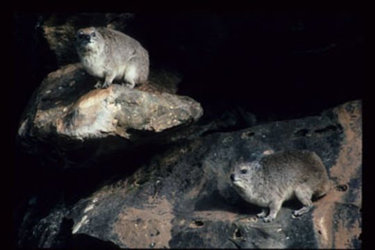 Слика од Heterohyrax brucei (Gray 1868)