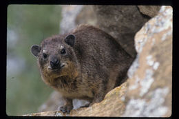 Image of Bush Hyrax