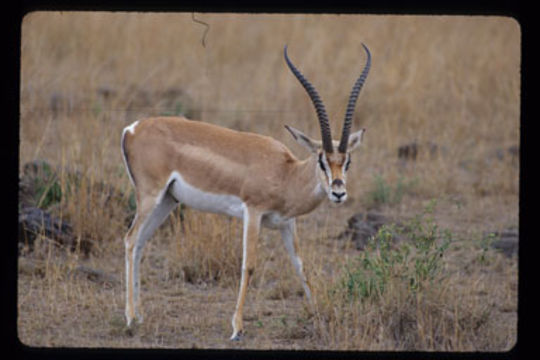 Image of Grant's Gazelle