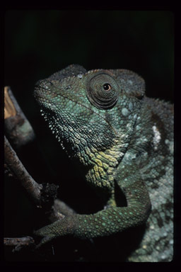 Image of Malagasy Giant Chameleon