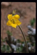 Image of Pachypodium gracilius (H. Perrier) S. H. Y. V. Rapanarivo