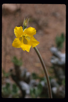 Image of Pachypodium gracilius (H. Perrier) S. H. Y. V. Rapanarivo