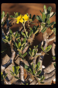 Image of Pachypodium gracilius (H. Perrier) S. H. Y. V. Rapanarivo