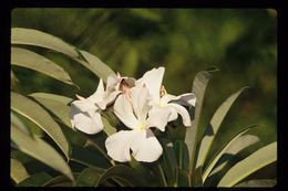 Image de Pachypodium lamerei Drake