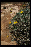 Image of Pachypodium gracilius (H. Perrier) S. H. Y. V. Rapanarivo