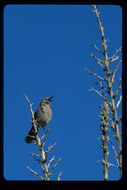 Image of Curve-billed Thrasher