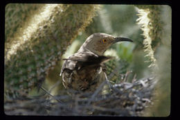 Image of Curve-billed Thrasher