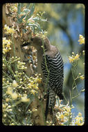 Image of Gila Woodpecker