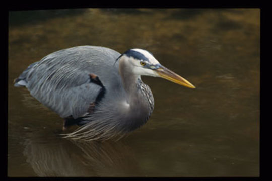 Image of Great Blue Heron