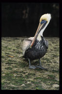 Image of Pelecanus occidentalis carolinensis Gmelin & JF 1789