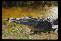 Image of American Crocodile