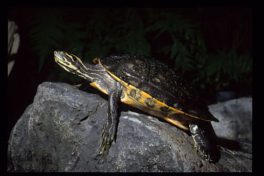 Image of Florida Red-bellied Cooter