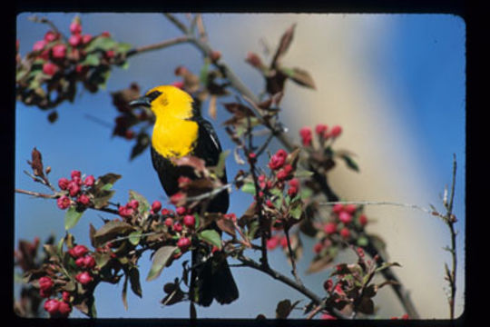 Image of Yellow-headed Blackbird