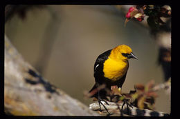 Image of Yellow-headed Blackbird