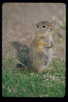 Image of Belding's ground squirrel