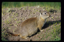 Image of Belding's ground squirrel