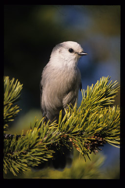 Imagem de Perisoreus canadensis (Linnaeus 1766)