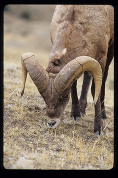 Image of bighorn sheep