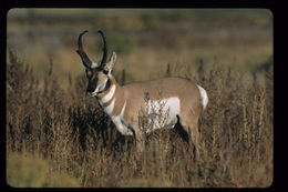 Image of pronghorn