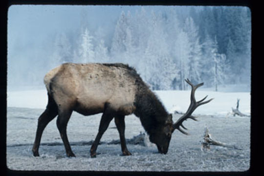 Image of <i>Cervus canadensis</i>