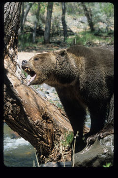 Image of Brown Bear