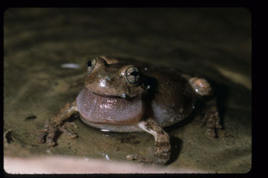 Image of <i>Hyla arenicolor</i>