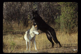 Image of gray wolf