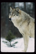 Image of gray wolf