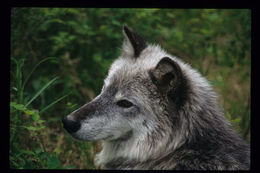 Image of gray wolf