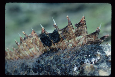 Image of California Scorpionfish