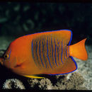 Image of Clarion Angelfish