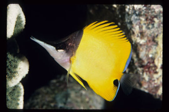 Image of Big long-nosed Butterflyfish