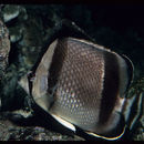 Image of Threebanded butterflyfish