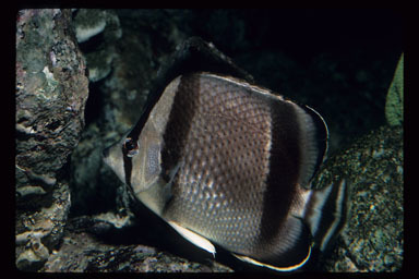 Image of Threebanded butterflyfish