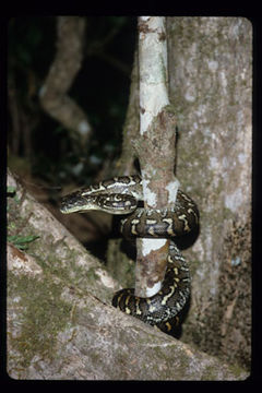 Image of Morelia spilota mcdowelli Wells & Wellington 1984