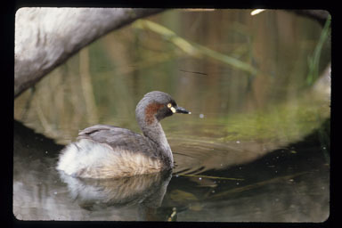 Image of Australasian Grebe