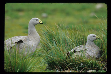 Image of Cape Barren Goose